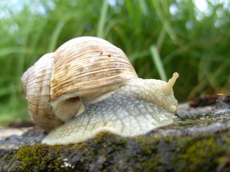 Escargot de Bourgogne